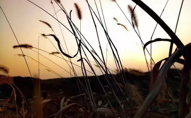 ɳĮͽ