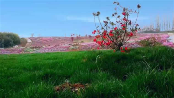 ۝Oկȼٴ