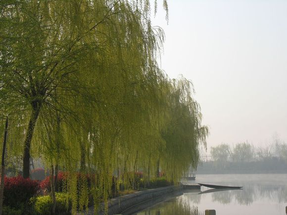 滿城芳
